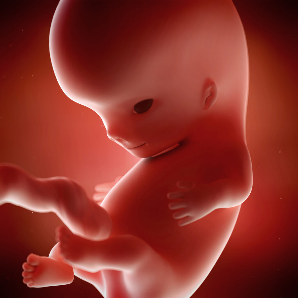 Płód w 9. tygodniu ciąży – ilustracja rozwoju dziecka