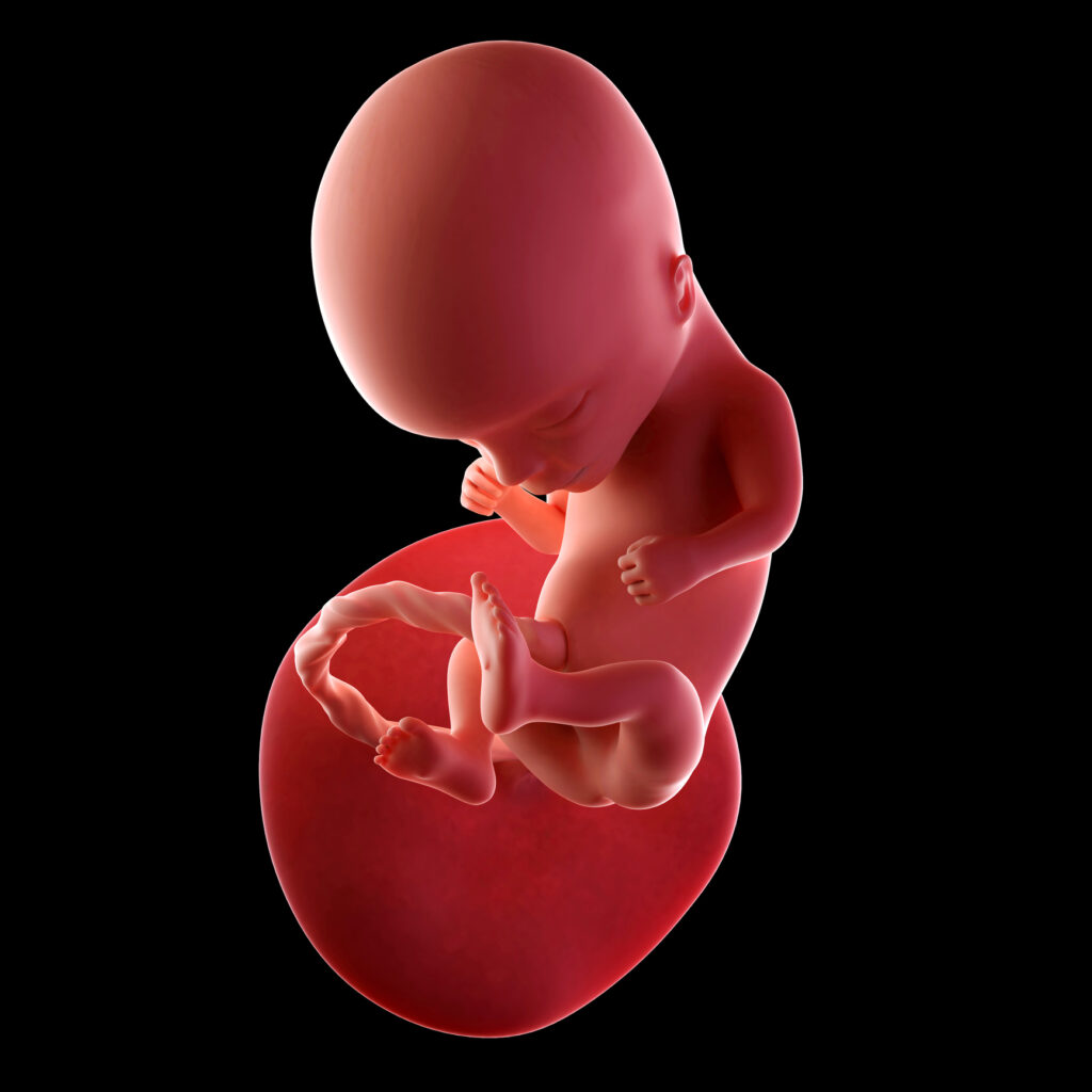 Płód w 14. tygodniu ciąży – ilustracja rozwoju dziecka